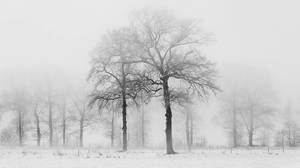 冬季树木的PPT背景图片