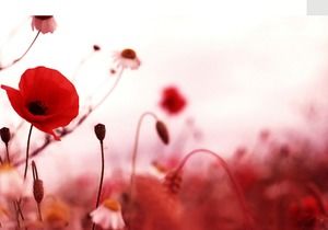 Red poppy flower PPT background picture