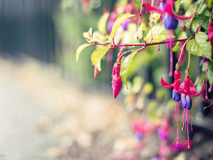 Imagen de fondo PPT de flor morada fresca