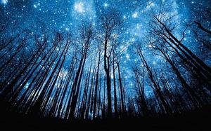 Image d'arrière-plan PPT de l'arrière de la forêt profonde sous le ciel étoilé bleu