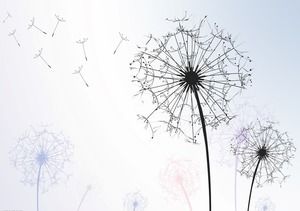 Dandelion abstract plant PPT background background