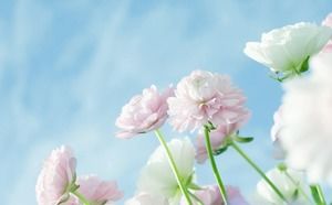 Tre eleganti immagini di sfondo di fiori PPT