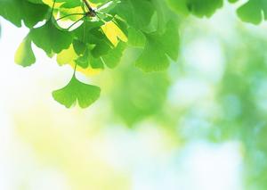 Grünes Ginkgoblattpflanzen-PPT-Hintergrundbild