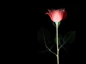 صورة خلفية PPT من الورود في الليل