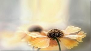 Das Hintergrundbild der Blume gleitet unter dem Licht des eleganten Hintergrunds