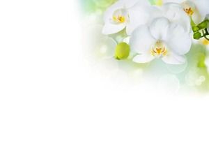 Elegante weiße Phalaenopsis Folie Hintergrundbild herunterladen