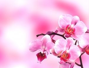 一套粉紅色的花朵幻燈片背景圖片下載