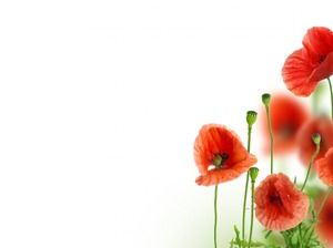 Poppy flowers PPT background picture