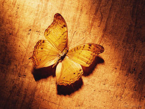 Imagen de fondo PPT de mariposa marchita sobre tabla de madera