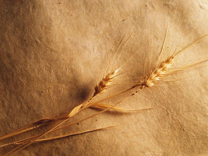 黄金の小麦のスパイクPowerPoint背景画像