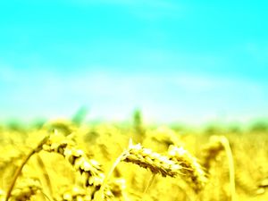 Wheat PPT background picture under the sky