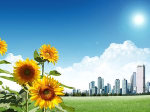 Bunga matahari di tepi gambar latar belakang PowerPoint kota