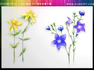 Um conjunto de belas ilustrações em aquarela de flores PPT