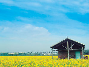 Template PPT latar belakang gaya pastoral bunga rapeseed laut alam