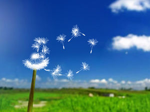 Let the mood fly-dandelion dynamic ppt template
