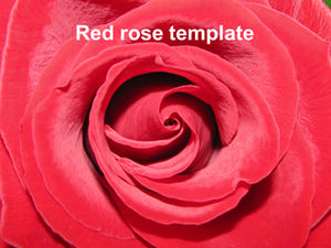 Czerwona i biała róża szczegół tło ppt szablon