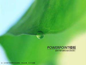 Liść lotosu naturalny świeży i elegancki zielony szablon ppt
