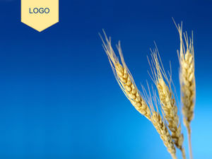 Spiga di grano foto sfondo blu modello ppt