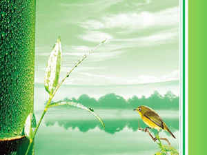 Plantilla de pantalla ancha ppt refrescante verde claro pájaro y bambú