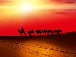 Modelo de ppt de equipe de camelo do deserto