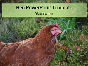 Local chicken ppt template