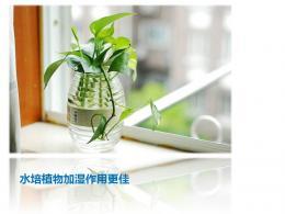 Anwendung und Einführung von ppt Vorlage für Topfpflanzen in Innenräumen