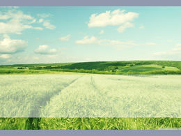 قالب باور بوينت الطبيعي حقل القمح الأخضر الذي لا نهاية له