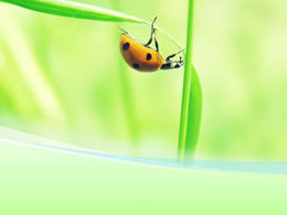 Ladybug pada template alami PPT daun hijau