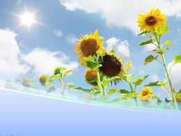 Mavi gökyüzü ve güneş ışığı doğal ppt şablonu altında ayçiçeği