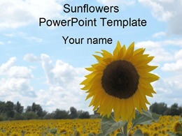 Sunflowers under the blue sky ppt template