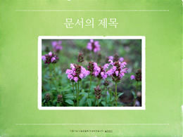 韓國綠色自然風光相冊ppt模板