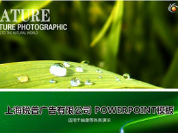 Dew on green leaves-green nature ppt template