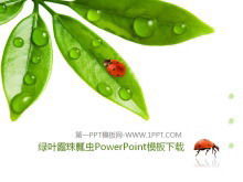 Fresh green leaves dew drops seven stars ladybug background PPT template