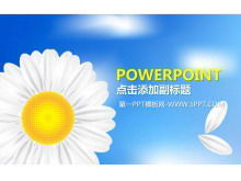 Refreshing and elegant wild chrysanthemum background PPT template