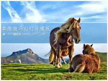 Horse on the grassland PPT template