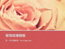 Шаблон слайд-шоу растений с розовым романтическим розовым цветочным фоном