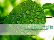 植物幻灯片模板与新鲜的绿色叶子和水滴背景