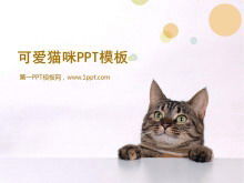 Plantilla de presentación de diapositivas de gato lindo
