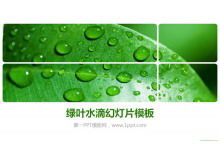 绿色新鲜叶子水滴PowerPoint模板下载