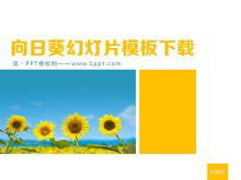Pflanzen der Sonnenblumenhintergrund-PowerPoint-Schablone