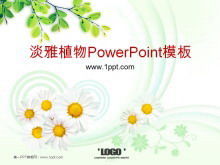Elegante crisantemo albero del tè sfondo pianta PowerPoint Template Download