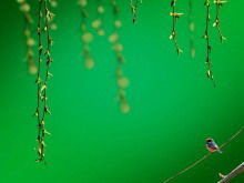 枝編み細工品スズメの背景に「エメラルドグリーン」PPTテンプレートのダウンロード