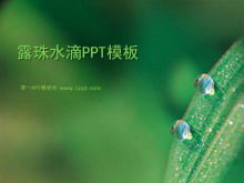 Plant slide template with dew on leaves background