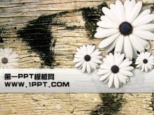 Modello PPT di sfondo tavola di legno di crisantemo