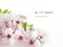 Pink peach blossom background plant slide template download