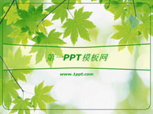 Yeşil akçaağaç yaprağı arka plan PPT şablon indir