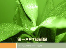 Green plant background PPT template download