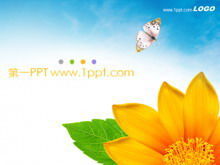 Download del modello PPT di sfondo farfalla fiori squisiti