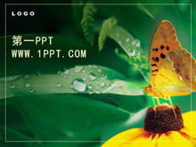 精美的蝴蝶花朵PPT模板下载