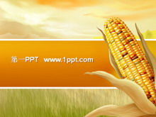 收穫玉米的喜悅背景PPT模板